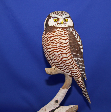 1 hawk owl k middleton.jpg