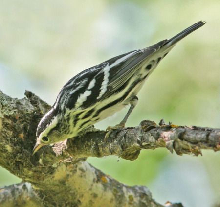black-and-white warbler sm 1.jpg