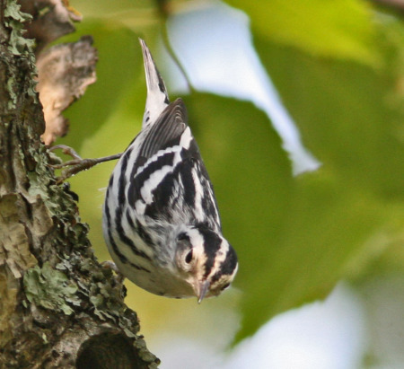 black-and-white warbler smr 3.jpg