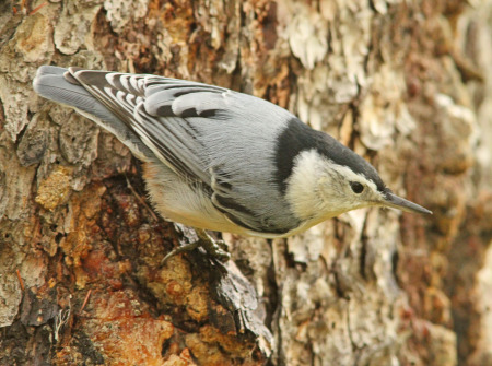 white-breasted nuthatch back view 2 .jpg