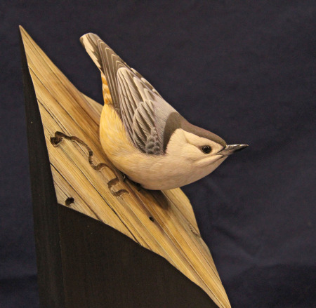 white-breasted nuthatch purchse jean minaudier .jpg