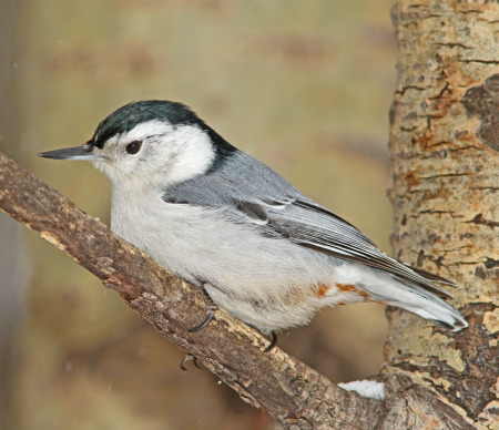 white-breasted nuthatch side sm 1.jpg