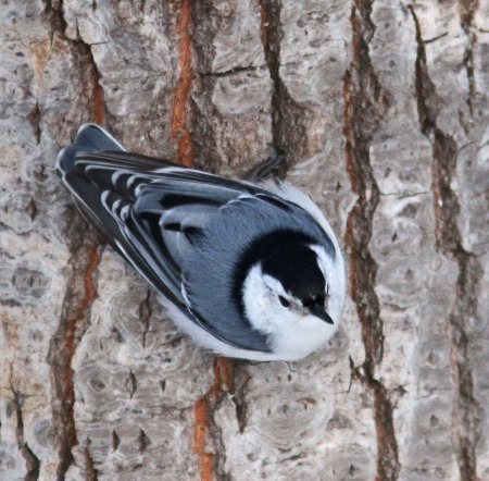 white-breated nuthatch back 1.jpg